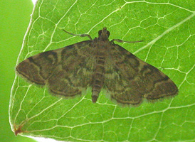 Yellow-spotted Webworm